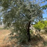 Satılır Torpaq, Buzovna, Xəzər rayonu 16