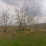 Satılır Torpaq Quba 14