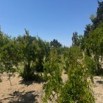 Satılır Torpaq, Şüvəlan, Xəzər rayonu 3