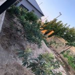 Satılır 4 otaqlı Həyət evi/villa, Saray, Abşeron rayonu 20