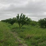 Satılır Torpaq Xaçmaz 1