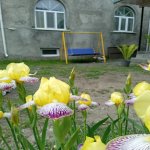 Kirayə (günlük) 4 otaqlı Həyət evi/villa Qax 8