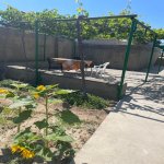 Kirayə (aylıq) 4 otaqlı Həyət evi/villa, Buzovna, Xəzər rayonu 15