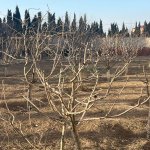 Satılır Torpaq, Novxanı, Abşeron rayonu 3