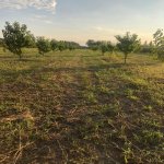 Satılır Torpaq Xaçmaz 10