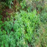 Продажа Участок Гябяля 4