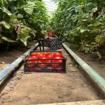 Продажа Участок, Зиря, Хязяр район 12