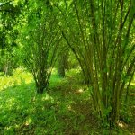 Продажа Участок Гябяля 3