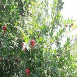 Satılır Torpaq, Badamdar qəs., Səbail rayonu 6