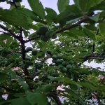 Kirayə (aylıq) 6 otaqlı Bağ evi, Şüvəlan, Xəzər rayonu 22