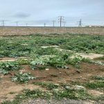 Satılır Torpaq, Masazır, Abşeron rayonu 4