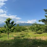 Satılır Torpaq İsmayıllı 1