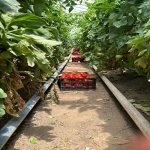 Продажа Участок, Зиря, Хязяр район 7