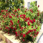 Satılır 5 otaqlı Həyət evi/villa, Hökməli, Abşeron rayonu 17
