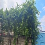 Satılır 3 otaqlı Həyət evi/villa Ağstafa 2