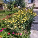 Kirayə (günlük) 3 otaqlı Bağ evi İsmayıllı 17