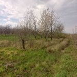 Satılır Torpaq Quba 11