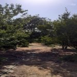 Satılır Torpaq, Novxanı, Abşeron rayonu 3