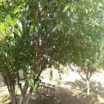 Satılır 3 otaqlı Bağ evi, Pirşağı qəs., Sabunçu rayonu 24