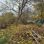 Satılır Torpaq Qəbələ 8