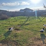 Satılır Torpaq, Buzovna, Xəzər rayonu 4