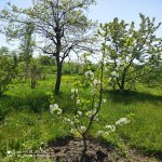 Продажа 5 комнатная Дома/Виллы Хачмаз 2