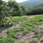 Satılır Torpaq Qax 5