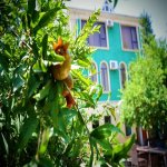 Kirayə (günlük) 8 otaqlı Həyət evi/villa, İçərişəhər metrosu, Badamdar qəs., Səbail rayonu 2