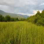 Satılır Torpaq İsmayıllı 5