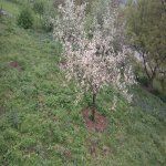 Satılır Torpaq Qəbələ 5