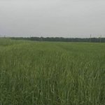 Satılır Torpaq Şəki 10