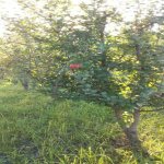 Satılır Torpaq Xaçmaz 6