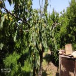 Satılır 7 otaqlı Bağ evi, Goradil, Abşeron rayonu 22