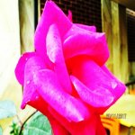 Satılır 5 otaqlı Həyət evi/villa, Yeni Yasamal qəs., Yasamal rayonu 19
