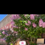 Satılır 3 otaqlı Həyət evi/villa Xırdalan 22