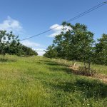 Satılır Torpaq İsmayıllı 19