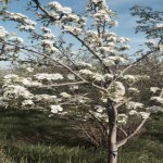 Satılır 3 otaqlı Həyət evi/villa Xızı 8