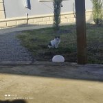 Kirayə (günlük) 3 otaqlı Həyət evi/villa Qusar 14