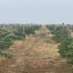Продажа Участок, Новханы, Абшерон район 2