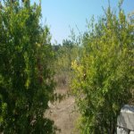 Satılır Torpaq, Maştağa qəs., Sabunçu rayonu 1