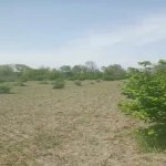 Satılır Torpaq Qəbələ 16