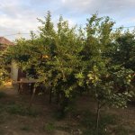 Satılır 6 otaqlı Həyət evi/villa, Novxanı, Abşeron rayonu 16