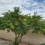 Satılır 7 otaqlı Bağ evi, Sabunçu rayonu 23