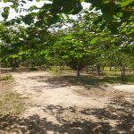 Satılır 4 otaqlı Bağ evi, Saray, Abşeron rayonu 7