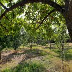 Kirayə (günlük) 2 otaqlı Bağ evi İsmayıllı 5