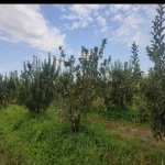 Satılır Torpaq Xaçmaz 5