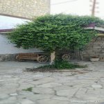 Kirayə (aylıq) 3 otaqlı Bağ evi, Bilgəh qəs., Sabunçu rayonu 11