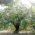 Kirayə (günlük) 4 otaqlı Bağ evi Quba 18