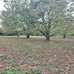 Satılır 4 otaqlı Həyət evi/villa Xaçmaz 20