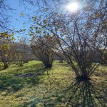 Продажа Участок Гябяля 3